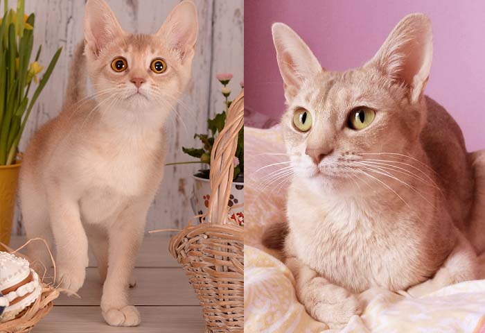 Jokercats Tekla for Funky Valentine